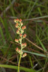 Coastal false asphodel